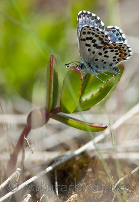 BB 13 0083 / Hylotelephium maximum / Smørbukk <br /> Scolitantides orion / Klippeblåvinge